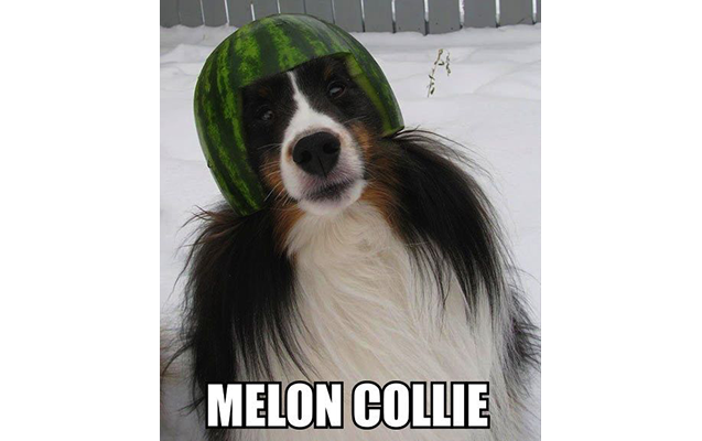 melon-collie